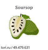 Soursop whole and cut fruit vector isolated on white. Annona montana edible medicinal plant in Annonaceae family, ripe berry with black seeds and leaf. Soursop Whole and Cut Fruit Edible Plant Vector. Стоковая иллюстрация, агентство Ingram Publishing / Фотобанк Лори
