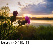 Closeup spear thistle purple flower over sunset sky and lake background. Cirsium vulgare, plant with spine and needles tipped winged stems and leaves, blooming in a summer day. Стоковое фото, агентство Ingram Publishing / Фотобанк Лори