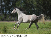 Arabian Horse runs gallop in green summer trees background. Арабская лошадь скачет галопом на фоне зеленых деревьев летом. Стоковое фото, фотограф Михаил Кондрашов / Фотобанк Лори