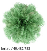 butia palm tree isolated on white background. top view. 3d illustration. Стоковое фото, агентство Ingram Publishing / Фотобанк Лори