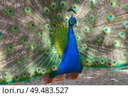 Большой красивый павлин в зоопарке. Beautiful Peacock in zoo. Стоковое фото, фотограф Татьяна Д / Фотобанк Лори