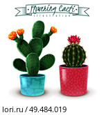 Blooming cacti realistic set of 2 popular houseplants varieties in colorful decorative pots closeup image vector illustration. Стоковая иллюстрация, агентство Ingram Publishing / Фотобанк Лори