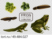 Frog life cycle stages realistic set with adult animal fertilized eggs tadpole froglet transparent background vector illustration. Стоковая иллюстрация, агентство Ingram Publishing / Фотобанк Лори