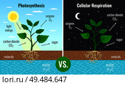 Photosynthesis accumulating sugar and cellular respiration fueling all plants functions day night 2 educational posters vector illustration. Стоковая иллюстрация, агентство Ingram Publishing / Фотобанк Лори