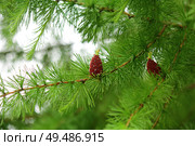 branches with young needles European larch Larix decidua. a young bump on a branch. Стоковое фото, фотограф Есич Елена / Фотобанк Лори