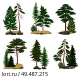 Set of realistic pine forest elements with conifer trees soil and boulders isolated vector illustration. Стоковая иллюстрация, агентство Ingram Publishing / Фотобанк Лори