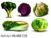 Realistic set with fresh white cabbage broccoli chinese leaves cauliflower isolated vector illustration. Стоковая иллюстрация, агентство Ingram Publishing / Фотобанк Лори