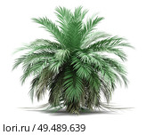 butia palm tree isolated on white background. 3d illustration. Стоковое фото, агентство Ingram Publishing / Фотобанк Лори