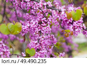 Blossoming Cercis siliquastrum. Стоковое фото, фотограф Яков Филимонов / Фотобанк Лори