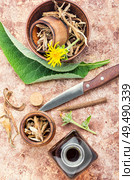 Roots and rhizomes of elecampane.Healing drink from the roots and rhizomes of inula. Healing plant inula. Стоковое фото, агентство Ingram Publishing / Фотобанк Лори