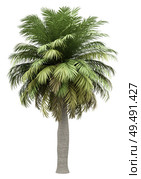 chilean wine palm tree isolated on white background. 3d illustration. Стоковое фото, агентство Ingram Publishing / Фотобанк Лори