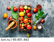 Autumn harvest of tomatoes.Canning tomatoes.Pickling of ripe tomatoes. Autumn canning tomatoes. Стоковое фото, агентство Ingram Publishing / Фотобанк Лори