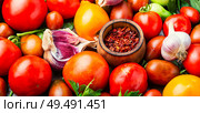 Autumn harvest of tomatoes.Canning tomatoes.Pickling of ripe tomatoes. Pickling or canning tomatoes. Стоковое фото, агентство Ingram Publishing / Фотобанк Лори