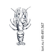 Freshwater broad-fingered crayfish common specie and traditional food source vector illustration in sketch style. Marine inhabitant nautical icon.. Crayfish Common Specie and Seafood Sketch Icon. Стоковая иллюстрация, агентство Ingram Publishing / Фотобанк Лори