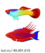 Aquarium inhabitant guppy and swordtail fish set. Colorful sea animal vector illustration for information isolated on white for nautical magazine.. Aquaria Guppy and Swordtail Fish Inhabitant Poster. Стоковая иллюстрация, агентство Ingram Publishing / Фотобанк Лори