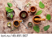 Medicinal herb Salvia officinalis.Fresh sage herb.Clary sage. Fresh leaves of sage. Стоковое фото, агентство Ingram Publishing / Фотобанк Лори