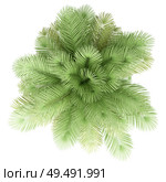 coconut palm tree isolated on white background. top view. 3d illustration. Стоковое фото, агентство Ingram Publishing / Фотобанк Лори