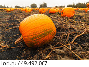 Pumpkin patch field. Halloween pumpkins closeup on a farm. Organic vegetable farming in Autumn during Thanksgiving time. Harvest season. Стоковое фото, фотограф Мара Фрибус / Фотобанк Лори