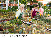 Old saleswoman holding cactus in flower-pots in open-air plants market. Стоковое фото, фотограф Яков Филимонов / Фотобанк Лори