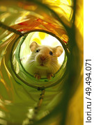 A rat is seen looking out from a transparent glass tube, curious and observant. Стоковое AI-изображение, AI-художник Данила Большаков / Фотобанк Лори