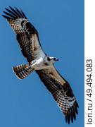A majestic bird flies through a clear blue sky, wings spread wide as it glides effortlessly. Стоковое AI-изображение, AI-художник Данила Большаков / Фотобанк Лори
