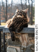 A cat relaxing on top of a rugged stone wall, basking in the sunlight. Стоковое AI-изображение, AI-художник Данила Большаков / Фотобанк Лори