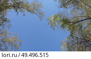 Looking through the branches at the sky, the leaves fall from the tree. The crowns of the trees create a natural border of treetops around the blue sky. Стоковое видео, видеограф Darya Komarova / Фотобанк Лори