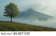 A lone tree stands in a summer landscape, with a mist-shrouded mountain in the background. Strong stormy wind moving clouds of fog. Стоковое AI-видео, аниматор Sergey Grishin / Фотобанк Лори
