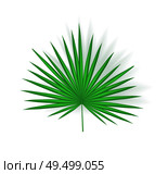 Tropical leaf isolated icon closeup with shade vector. Fan palm exotic plant foliage, chamaerops humilis. Greenery for decoration and summer design. Tropical Leaf Icon Closeup Vector Illustration. Стоковая иллюстрация, агентство Ingram Publishing / Фотобанк Лори