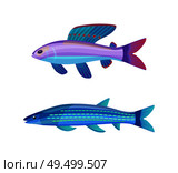 Rare exotic aquarium unusual color fish. Violet-blue sea creature with red dotted fin and long stripped blueish specie cartoon vector illustration.. Unusual Color Marine Creatures Isolated on White. Стоковая иллюстрация, агентство Ingram Publishing / Фотобанк Лори
