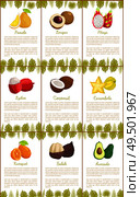 Pomelo and longan set posters with text sample and decorative foliage vector. Avocado and exotic lychee, carambola and salak, kumquat pitaya food. Pomelo and Longan Avocado Salak Set Posters Vector. Стоковая иллюстрация, агентство Ingram Publishing / Фотобанк Лори