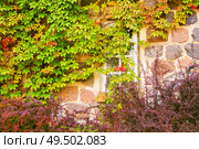 House with brick wall, wooden windows and wild grapes. Sigulda, Turaida, Europe, Latvia. Стоковое фото, агентство Ingram Publishing / Фотобанк Лори