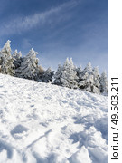 Spain, Andalusia, Granada. Snowed pine treer in ski resort of Sierra Nevada in winter, full of snow. Travel and sports concepts.. Snowed pine treer in ski resort of Sierra Nevada. Стоковое фото, агентство Ingram Publishing / Фотобанк Лори