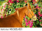portrait of chestnut Marwari mare agaist flower background. India. Стоковое фото, агентство Ingram Publishing / Фотобанк Лори