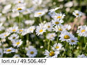 Множество цветов нивяника наибольшего (leucanthemum maximum) на клумбе. Стоковое фото, фотограф Александр Ермулин / Фотобанк Лори