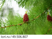 branches with young needles European larch Larix decidua. a young bump on a branch. Стоковое фото, фотограф Есич Елена / Фотобанк Лори