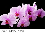 Beautiful soft Pink strips phalaenopsis Orchid Flower around black background. close up. Стоковое фото, агентство Ingram Publishing / Фотобанк Лори