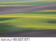 Lone roe in wavy moravian field, South Moravia, Czech Republic. Lone roe in moravian filed, Czech Republic. Стоковое фото, агентство Ingram Publishing / Фотобанк Лори