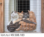 Коты за решеткой. Стоковое фото, фотограф Лариса Веселова / Фотобанк Лори
