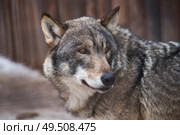 Close-up wolf. Dangerous predator. Стоковое фото, агентство Ingram Publishing / Фотобанк Лори