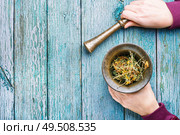 Hypericum perforatum.Healing herbs on wooden table.Mortar with medicinal herbs in the hands of people. Dry yellow flowers Hypericum. Стоковое фото, агентство Ingram Publishing / Фотобанк Лори