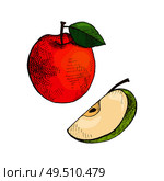 Ripe apple and slice of vitamin fruit, icons set vector. Ingredient with leaf on top, healthy dieting and food rich in good nutrients. Organic meal. Ripe Apple and Slice of Vitamin Fruit Icon Vector. Стоковая иллюстрация, агентство Ingram Publishing / Фотобанк Лори