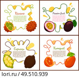 Kiwano and passion fruit, kiwano and cupuacu tropical meal. Kumquat fresh succulent food. Exotic ingredients, posters set with text sample vector. Kiwano and Passion Fruits Vector Illustration. Стоковая иллюстрация, агентство Ingram Publishing / Фотобанк Лори