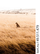 Lioness lurking. Стоковое фото, агентство Ingram Publishing / Фотобанк Лори