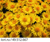 Top view close up of yellow chrysanthemums bouquet composition. Texture pattern of blooming michaelmas daisies flowers, fresh nature cute background. . Стоковое фото, агентство Ingram Publishing / Фотобанк Лори