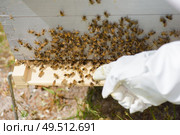 Hand pointing to bees on a hive. Стоковое фото, агентство Ingram Publishing / Фотобанк Лори