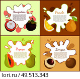 Mangosteen and pomelo exotic fruit slices and ripe succulent products. Papaya and longan posters set with information text sample, healthy food vector. Mangosteen and Pomelo Posters Vector Illustration. Стоковая иллюстрация, агентство Ingram Publishing / Фотобанк Лори