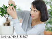 a woman trimming bonsai tree. Стоковое фото, агентство Ingram Publishing / Фотобанк Лори