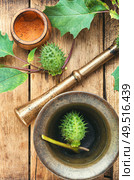 Datura in retro brass mortar with pestle.Medicinal plant datura. Datura in herbal medicine. Стоковое фото, агентство Ingram Publishing / Фотобанк Лори