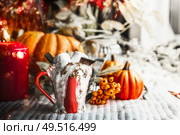 Cup with hot chocolate and marshmallow at window with candle and pumpkins. Autumn mood. Cozy home still life. Стоковое фото, агентство Ingram Publishing / Фотобанк Лори